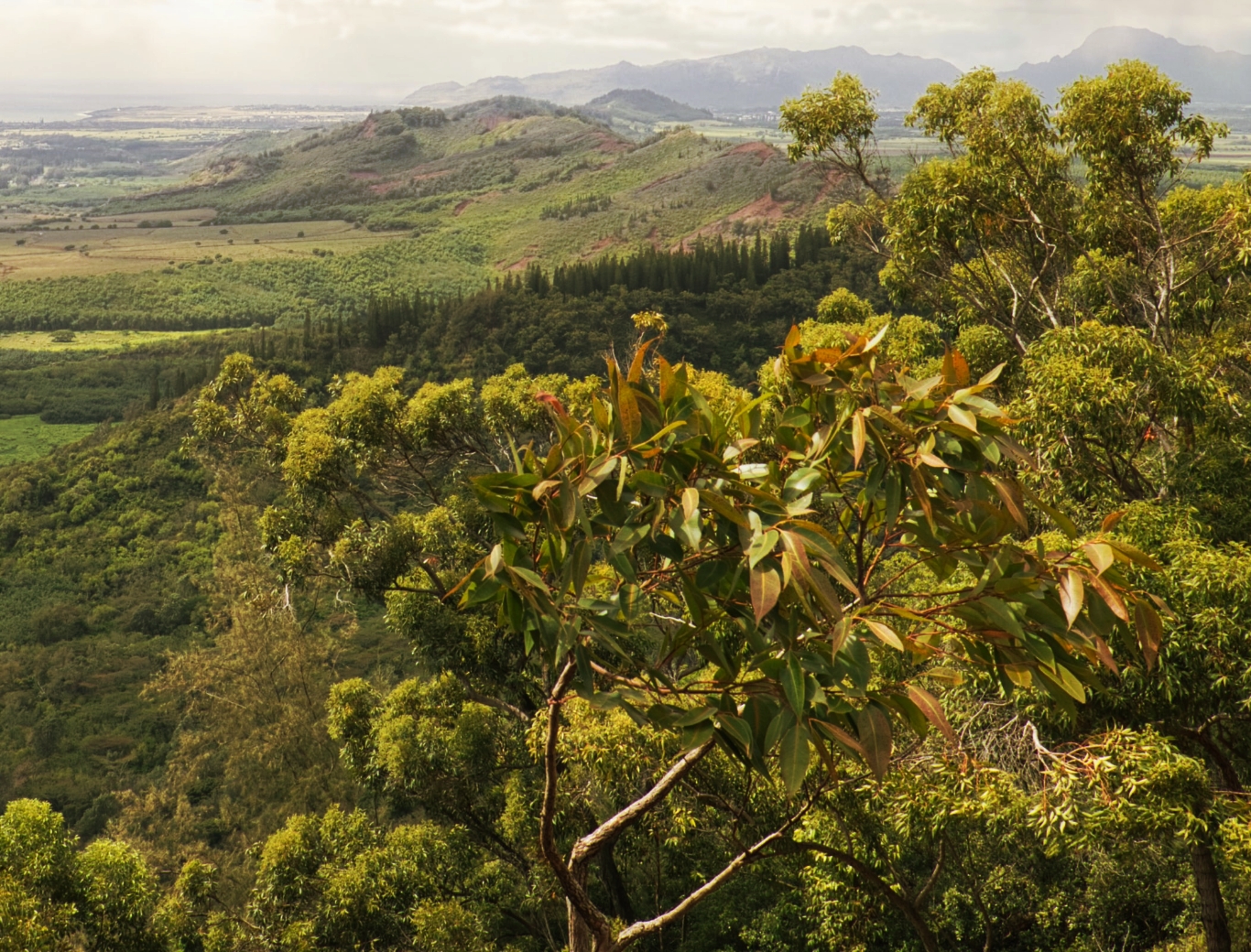 An image of the beautiful, green landscape of Waikoloa